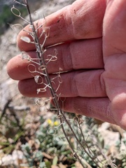 Alyssum trichostachyum
