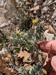 Alyssum trichostachyum