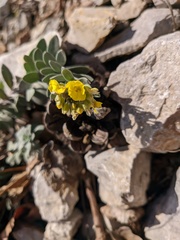 Alyssum trichostachyum