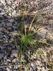 Asphodeline