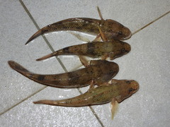 Glossogobius olivaceus