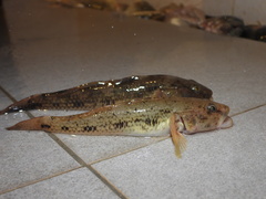 Glossogobius olivaceus