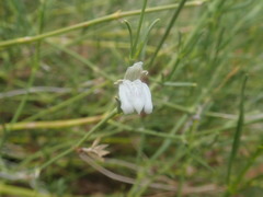 Monechma spartioides