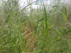 Monechma spartioides