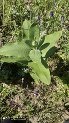 Asclepias syriaca