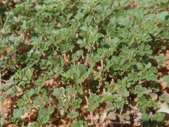 Indigastrum argyroides