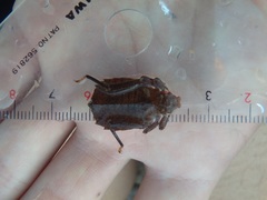 Sieboldius albardae