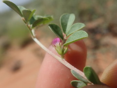 Indigastrum argyroides