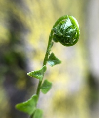 Asplenium platyneuron