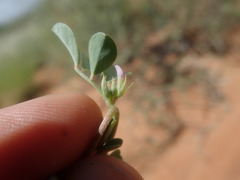 Indigastrum argyroides