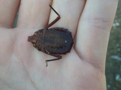 Sieboldius albardae