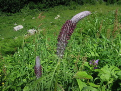 Pedicularis atropurpurea