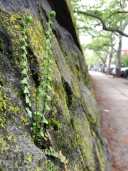 Asplenium platyneuron
