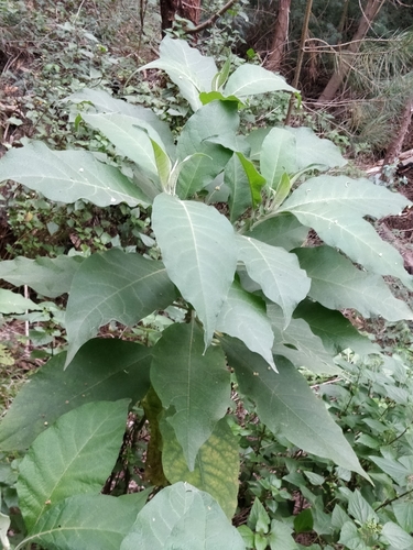 Solanum mauritianum image