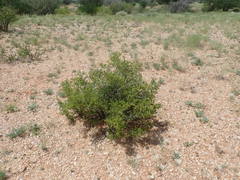 Roepera lichtensteiniana