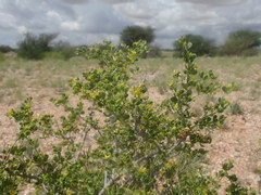 Roepera lichtensteiniana