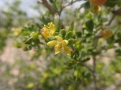 Roepera lichtensteiniana