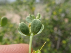 Roepera lichtensteiniana