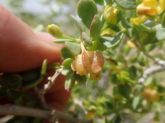 Roepera lichtensteiniana