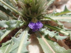 Acanthopsis hoffmannseggiana