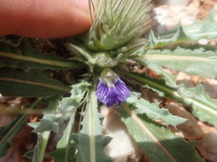Acanthopsis hoffmannseggiana