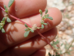 Trianthema parvifolia