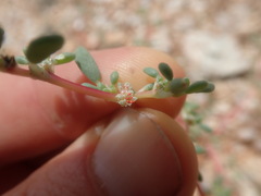 Trianthema parvifolia