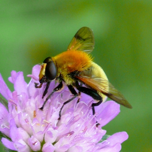 Sericomyia superbiens
