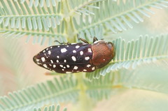 Diphucrania leucosticta