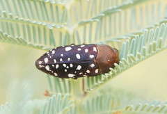 Diphucrania leucosticta