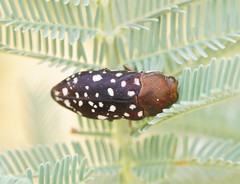 Diphucrania leucosticta
