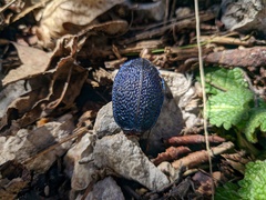 Carabus scabrosus tauricus