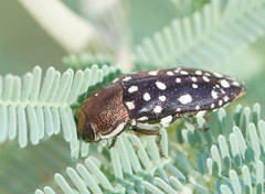 Diphucrania leucosticta