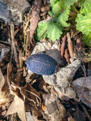 Carabus scabrosus tauricus