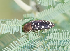 Diphucrania leucosticta