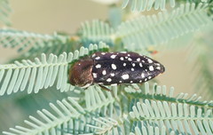 Diphucrania leucosticta