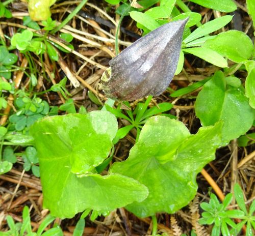 Arisarum simorrhinum var. subexertum image