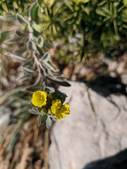 Alyssum trichostachyum