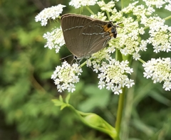Satyrium eximia