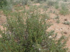 Aizoon schellenbergii