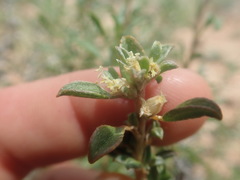 Aizoon schellenbergii