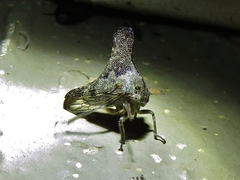 Glossonotus acuminatus