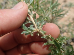 Aizoon schellenbergii