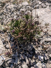 Iberis saxatilis