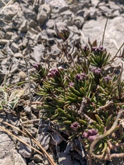 Iberis saxatilis
