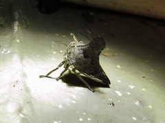 Glossonotus acuminatus