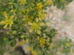 Roepera lichtensteiniana