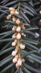Taxus baccata