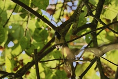 Apalis personata