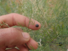 Asparagus pearsonii